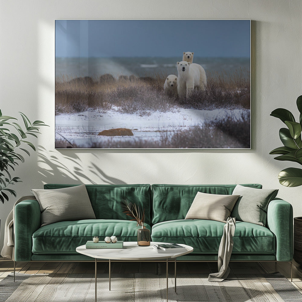 Wandbild Mutterbär mit Jungen, Hudson Bay im Hintergrund
