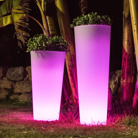 Ficus<br> Solar & wiederaufladbar