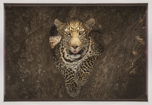 Wandbild: Leopard ruhend auf einem Baum in Masai Mara