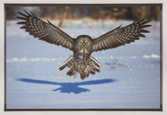 Wandkunst Mitten ins Gesicht – Bartkauz