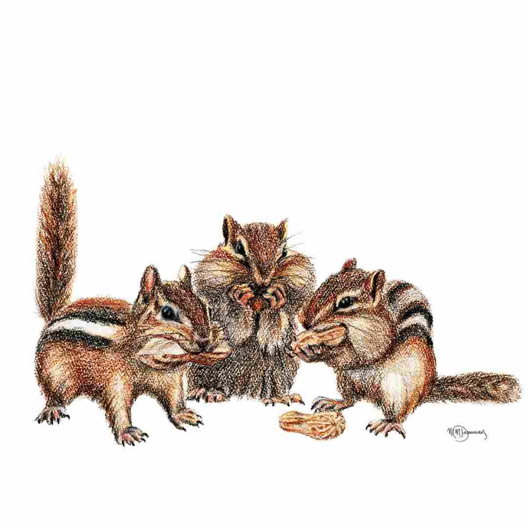 Streifenhörnchen-Sticker für Wasserflasche, Kalender oder Computer