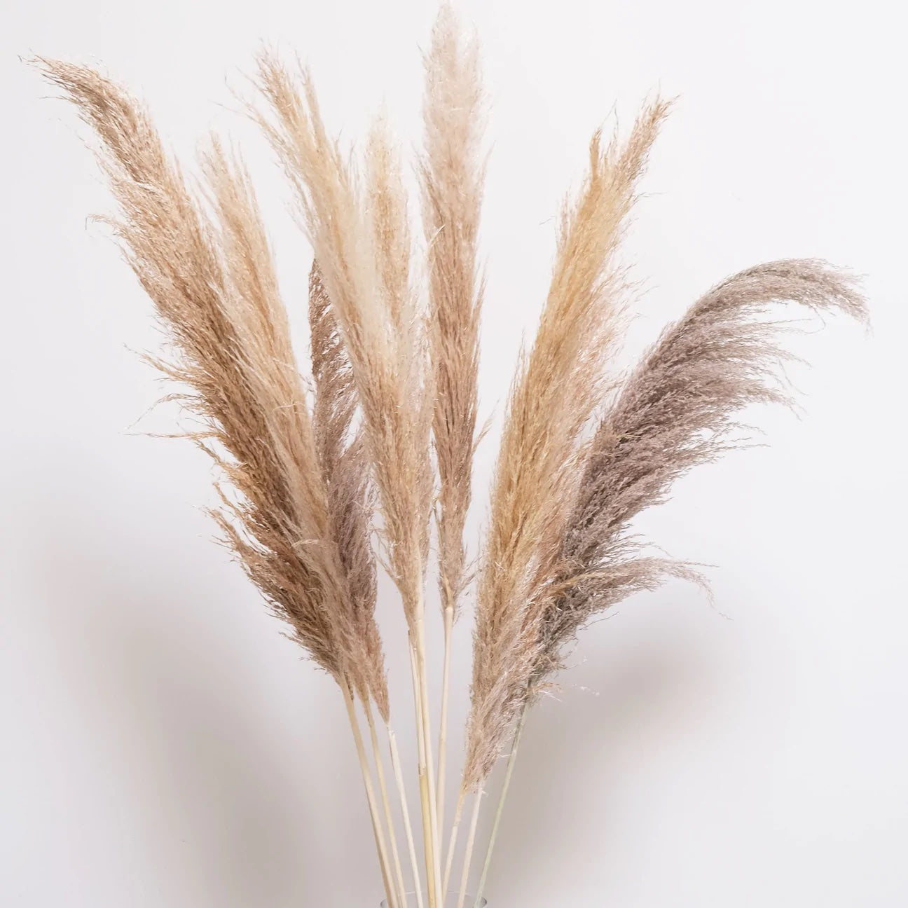 Pampas natur