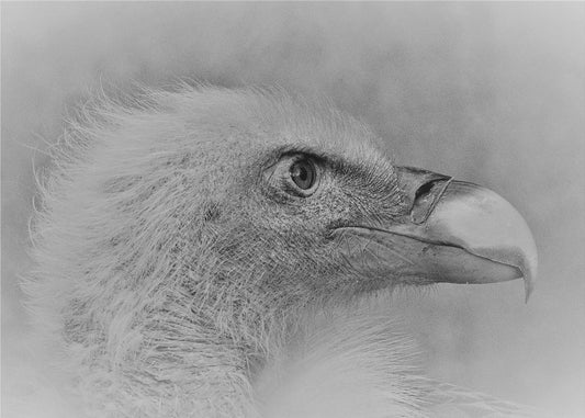 Wandbild Weißkopfseeadler