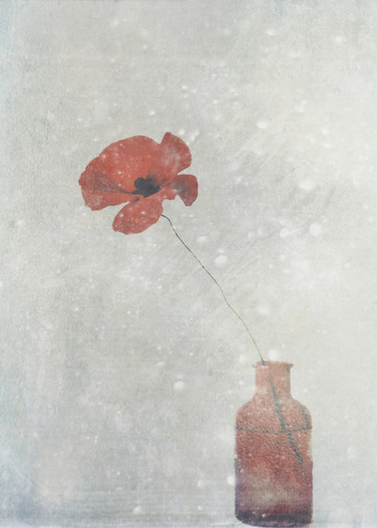 Wandbild Wintermohn