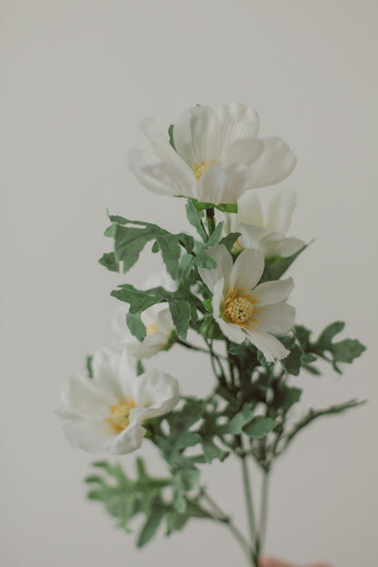Cosmos Flowers