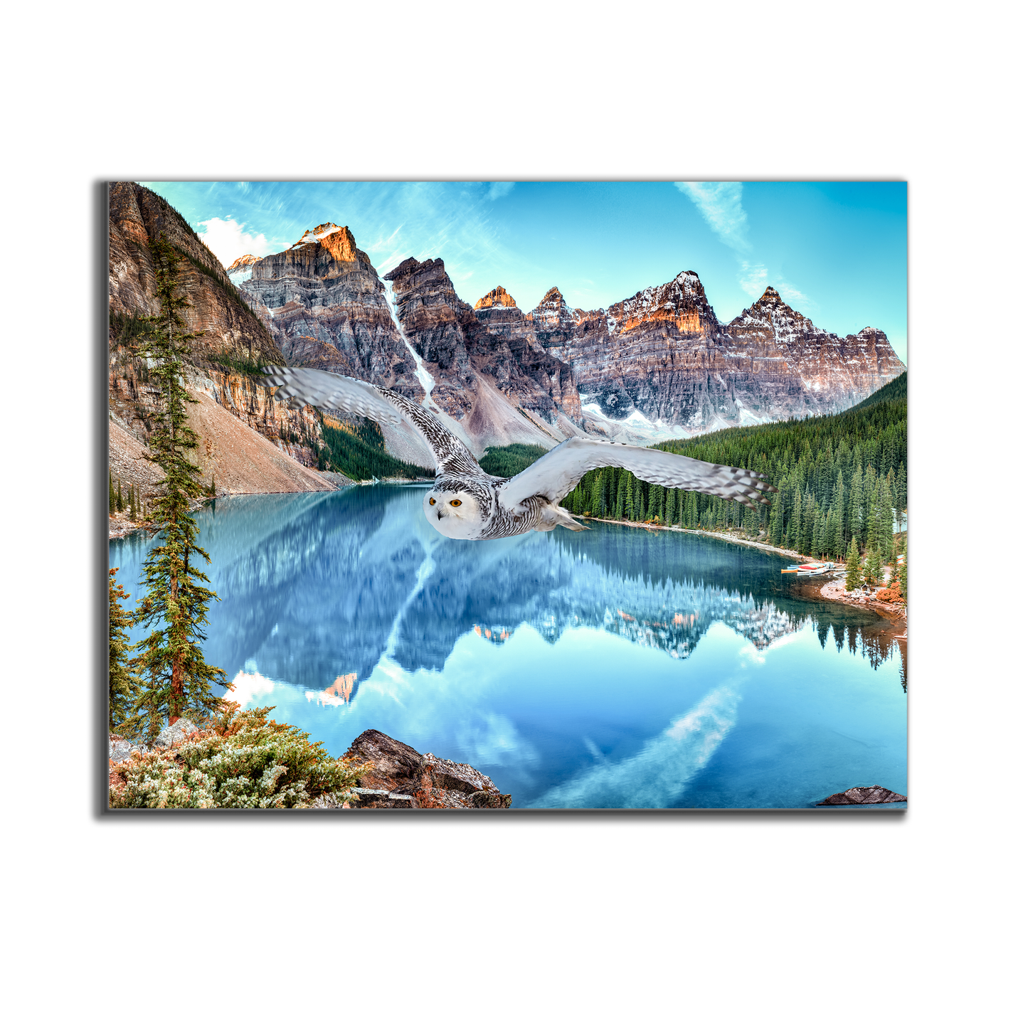 Leinwand-Tierkunst – Schneeeule bei Banff – Gedrucktes Kunstwerk