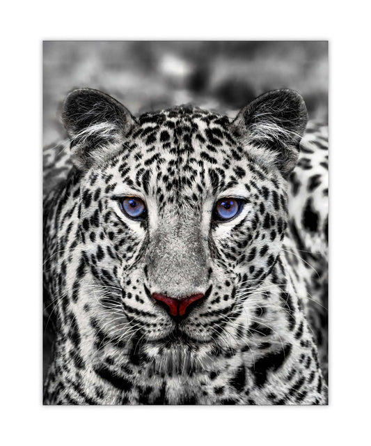 Wandkunst – Blauäugiger Weißer Tiger – Wildtier-Dekoration