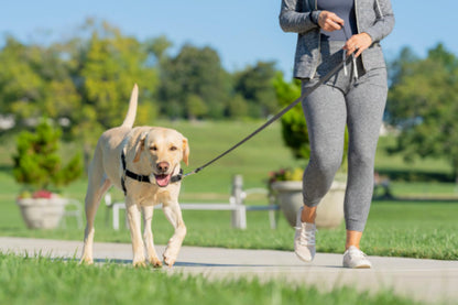 PetSafe Easy Walk Harness, No Pull Harness for Dogs, Adjustable Harness with Included Matching Lead Black Medium 🍁 All In One Marketplace Canada