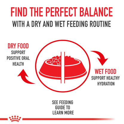 Royal Canin Feline Health Nutrition Dry Indoor Cat Food, Supports Healthy Weight, Digestive Health and Hairball Management, 3 lb Bag 🍁 All In One Marketplace Canada