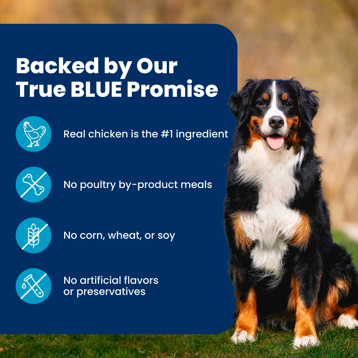 Blue Buffalo Life Protection Formula Chicken & Brown Rice Healthy Weight Large Breed Adult Dry Dog Food, Supports Immunity with LifeSource Bits, Promotes Healthy Lean Muscles,11.7kg/26 lbs 🍁 All In One Marketplace Canada
