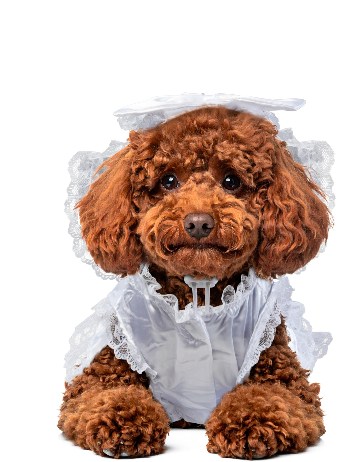 Rubies Costume Co Halloween Classics Collection Pet Costume, Medium, Bride