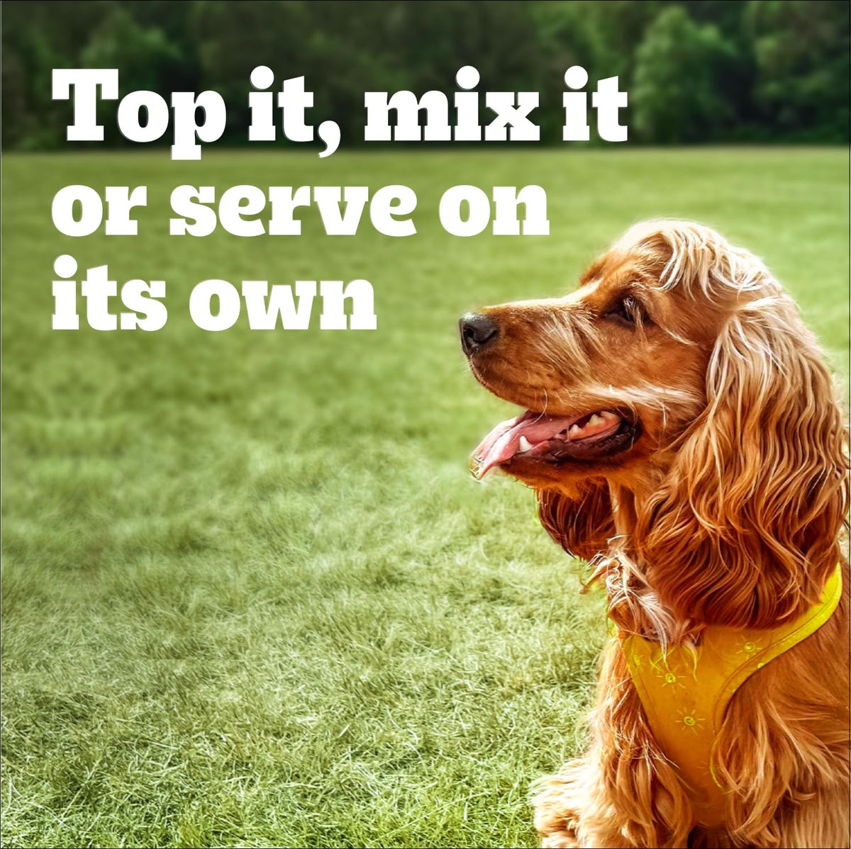 PEDIGREE Chopped Wet Dog Food Chicken Dinner, 375g Can (12 pack) 🍁 All In One Marketplace Canada