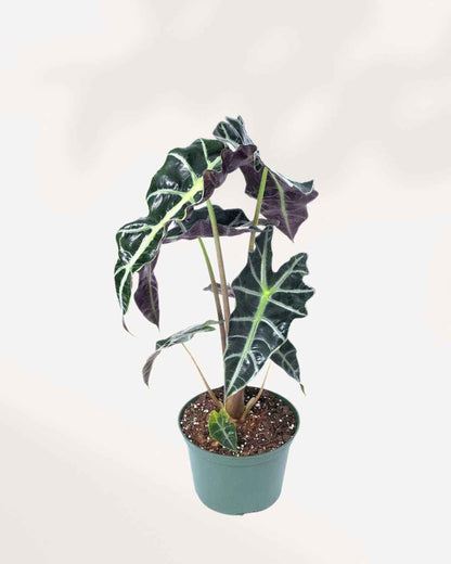 Alocasia Bambino – A Compact Beauty with Bold Leaves