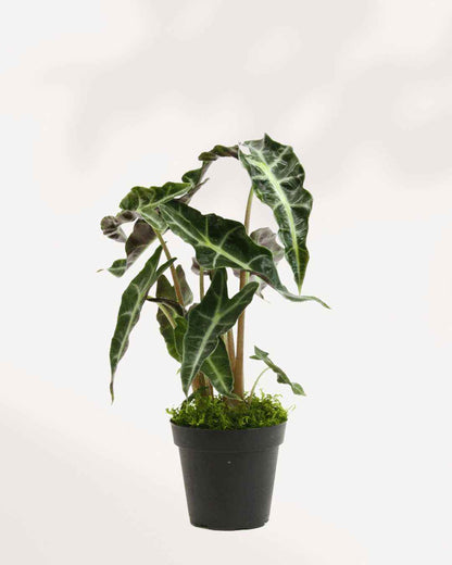Alocasia Polly - Alocasia Amazonica