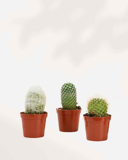 Cactus Mystery Box