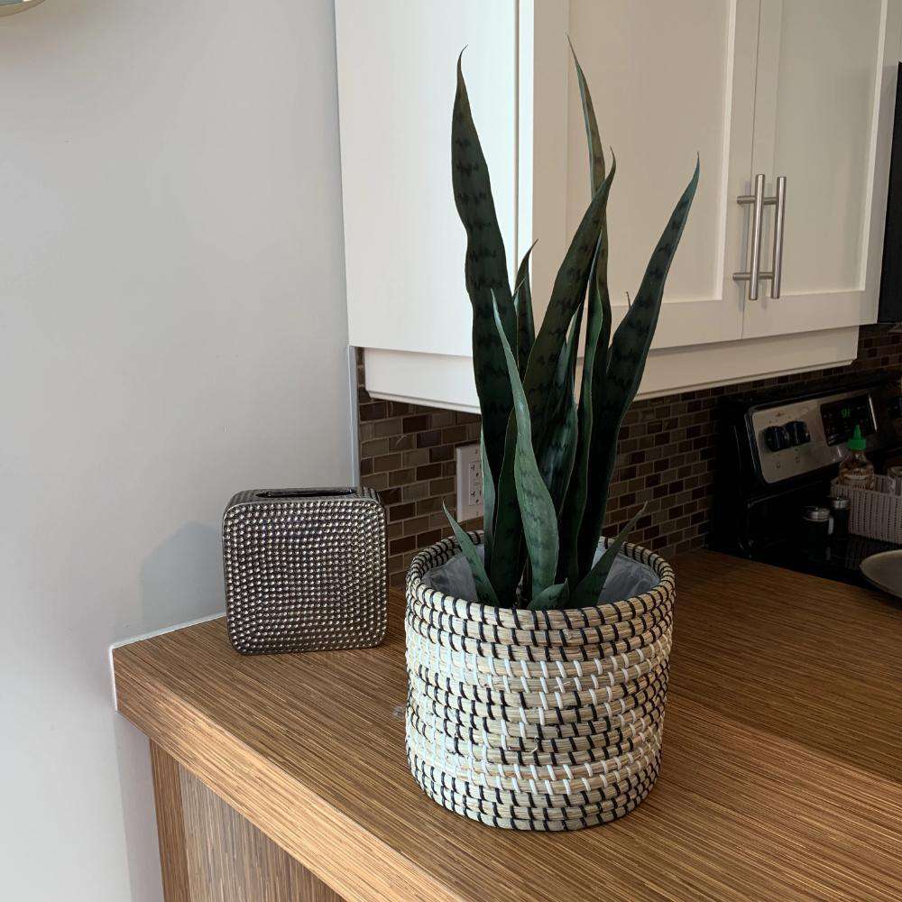 Dezi Künstliche Schlangenpflanze Sansevieria Dunkelgrün Getopft 53 cm