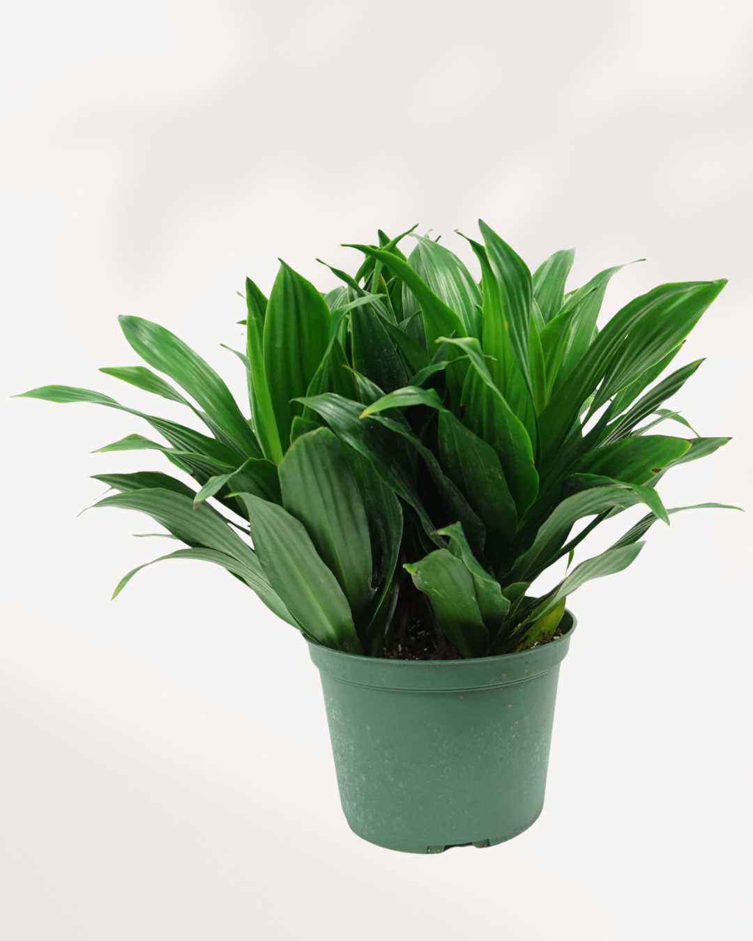 Dracaena Janet Craig