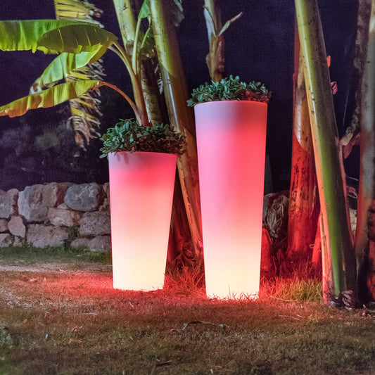 Ficus<br> Solar &amp; wiederaufladbar