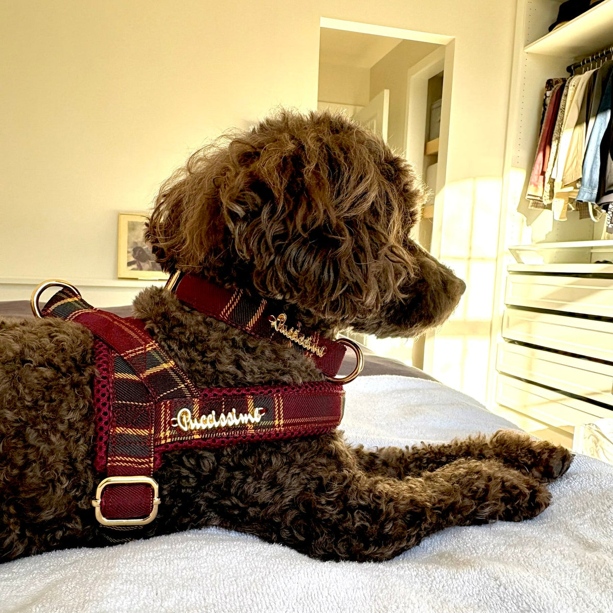 Welsh One-Click Dog Harness