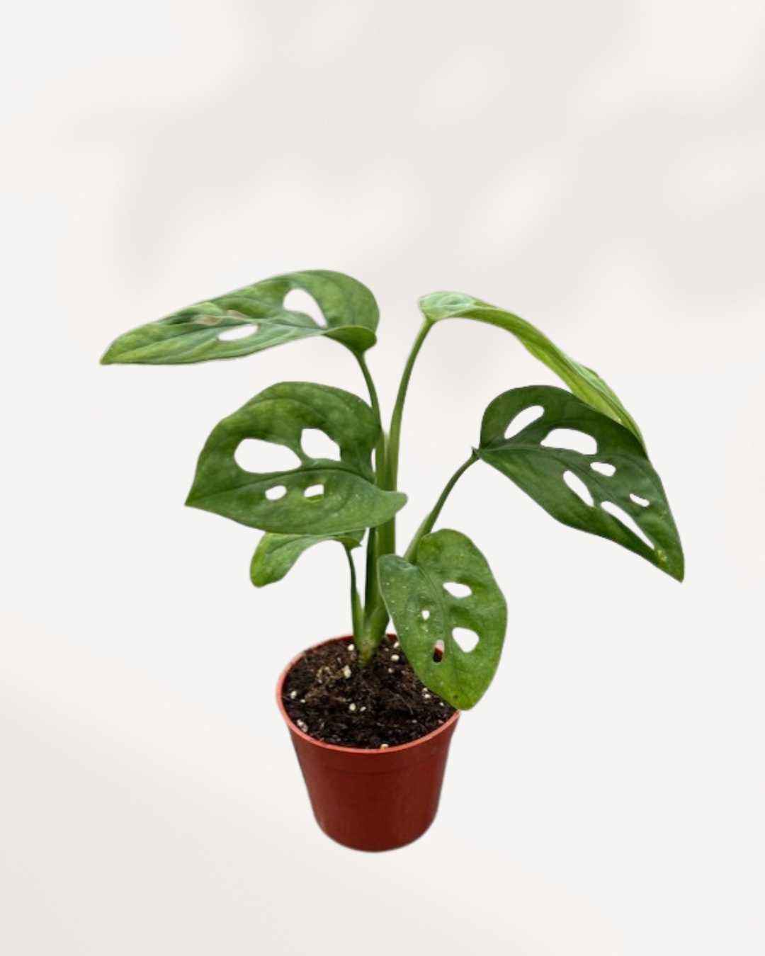 Monstera Adansonii – Indoor Plant for Homes