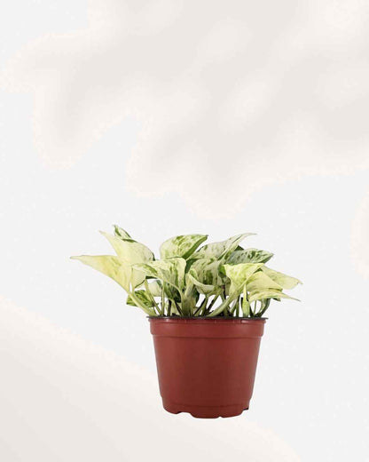 Pothos Majula - Epipremnum Aureum Manjula