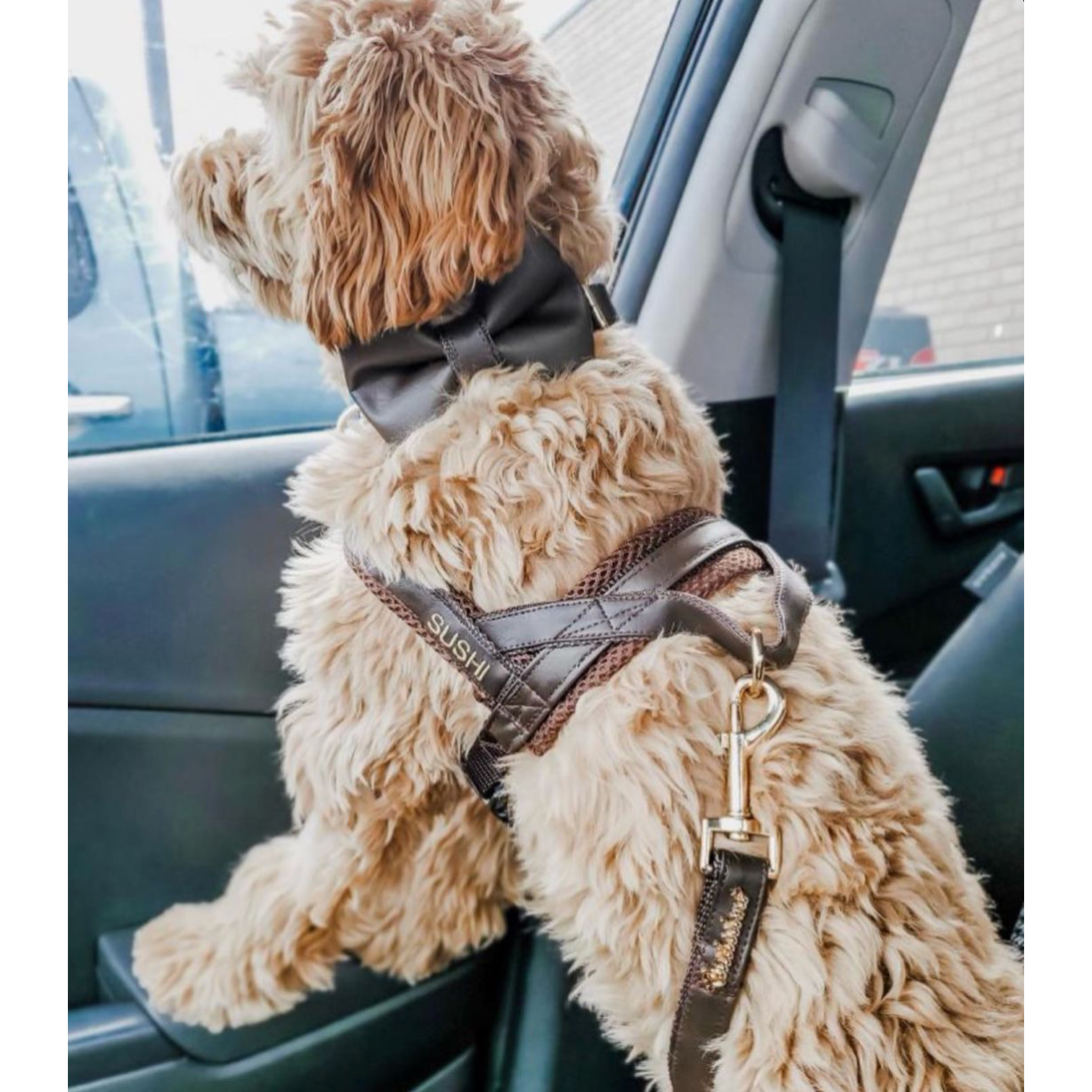 Grizzly brown leash with hands-free extension