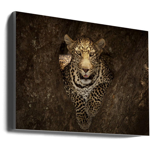 Wandbild: Leopard ruhend auf einem Baum in Masai Mara