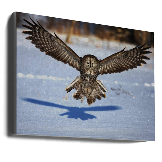 Wandkunst Mitten ins Gesicht – Bartkauz