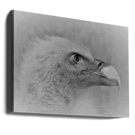 Wandbild Weißkopfseeadler