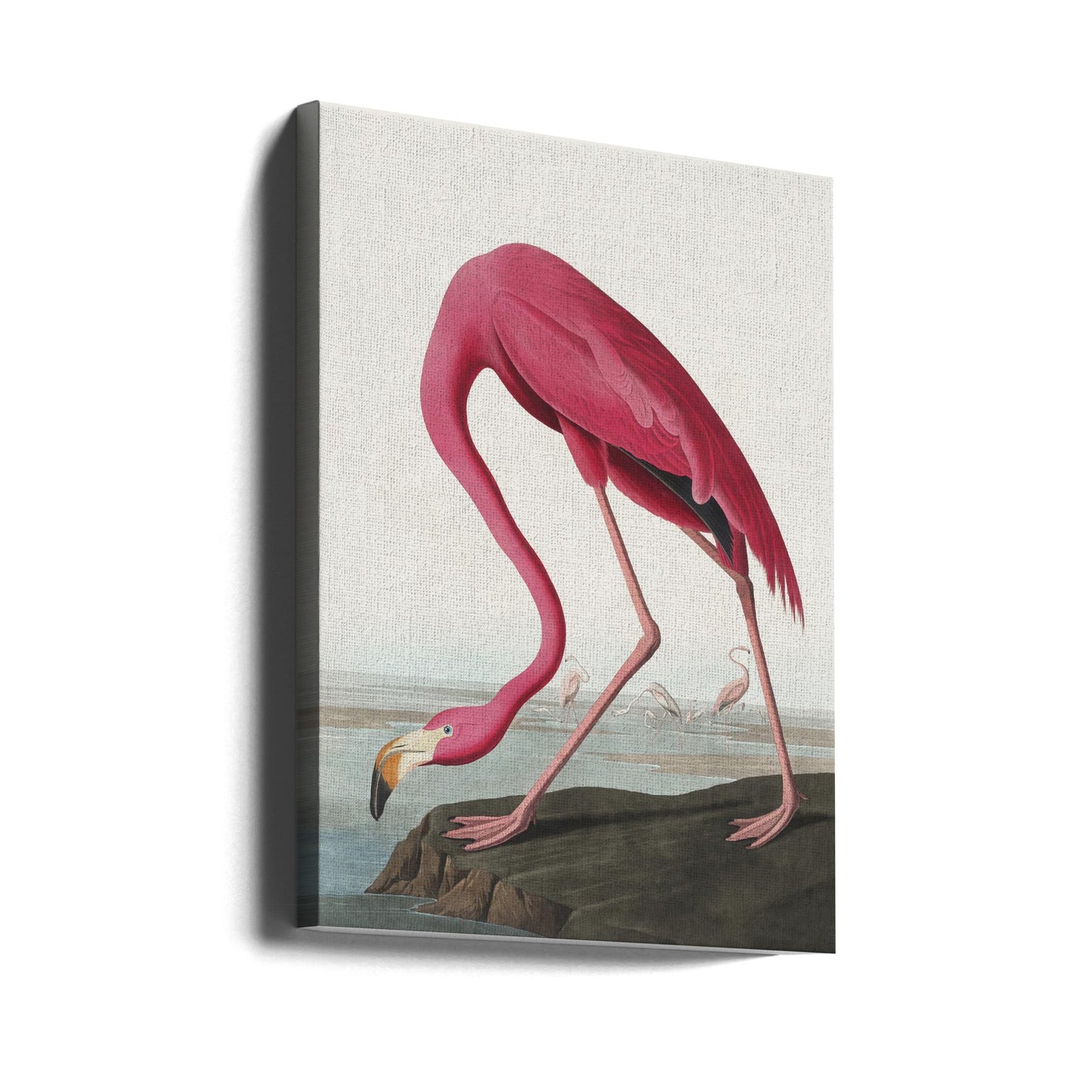 Rosa Flamingo II aus Die Vögel Amerikas (1827)