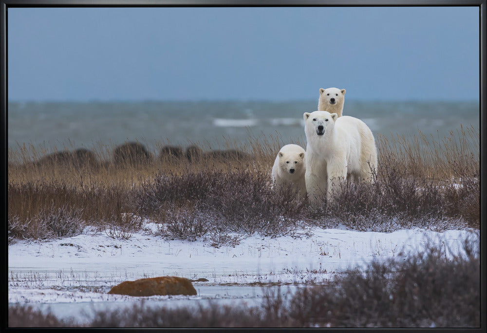 Wandbild Mutterbär mit Jungen, Hudson Bay im Hintergrund