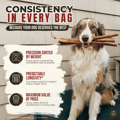 12 Inch Thick Bully Stick