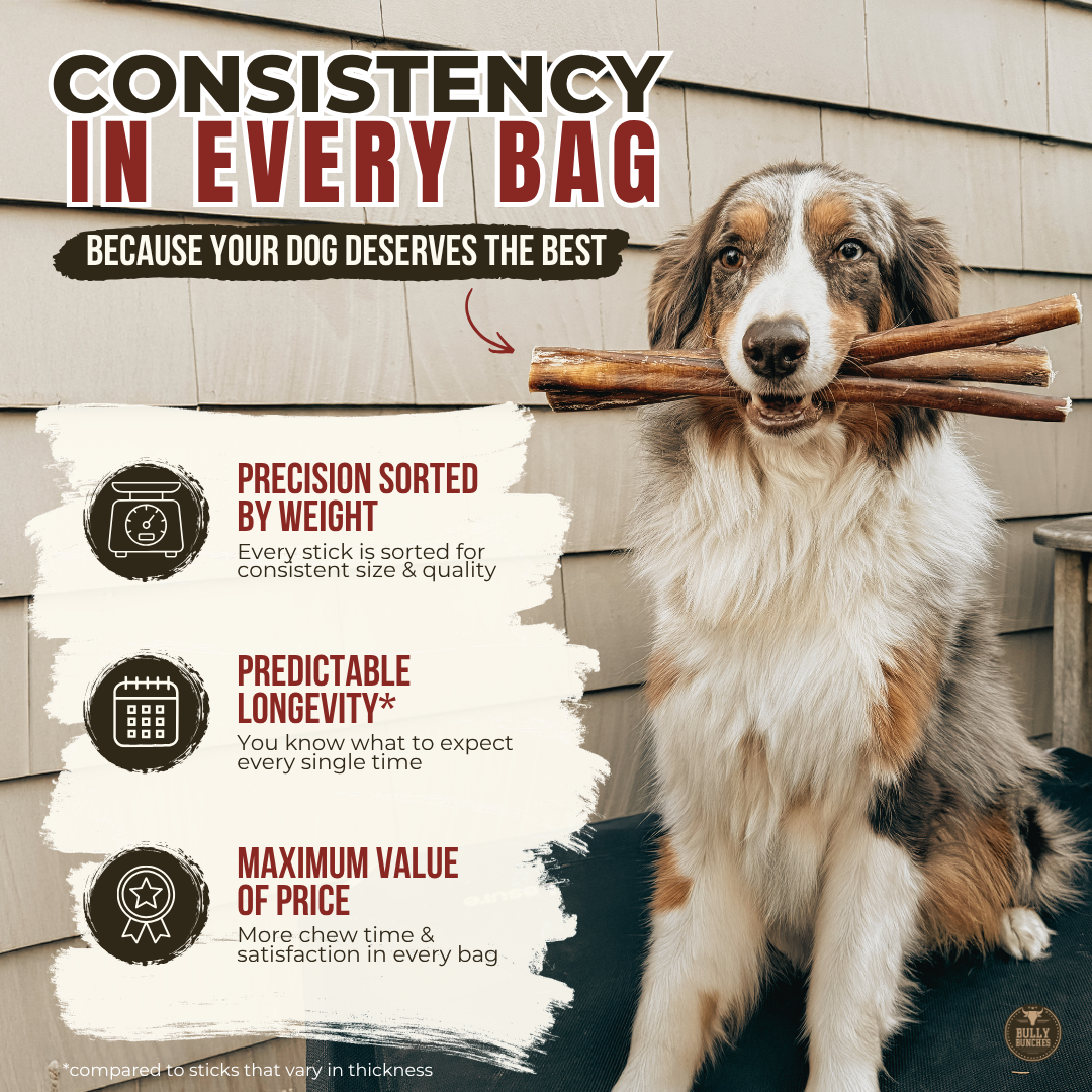 12 Inch Mega Monster Bully Stick (LIMITED)