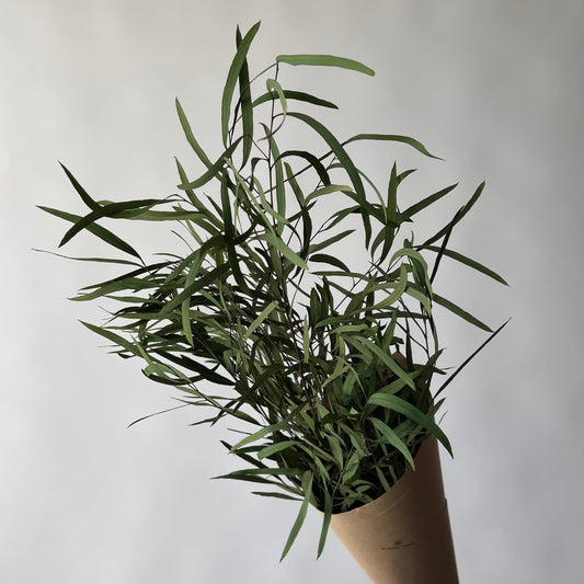 Eucalyptus nicholii