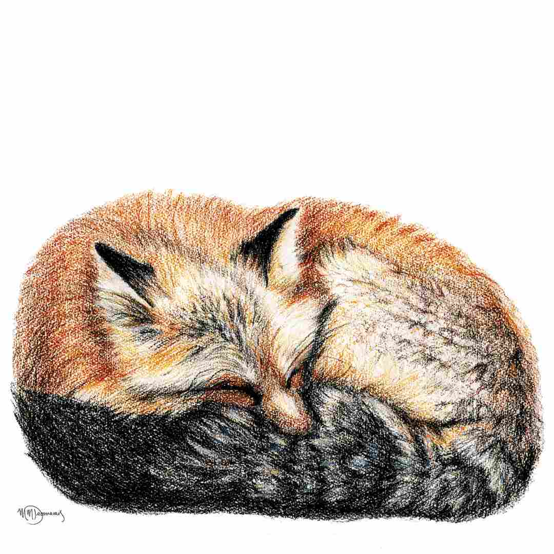 Schlafender Fuchs – zusammengerollt – Grußkarte