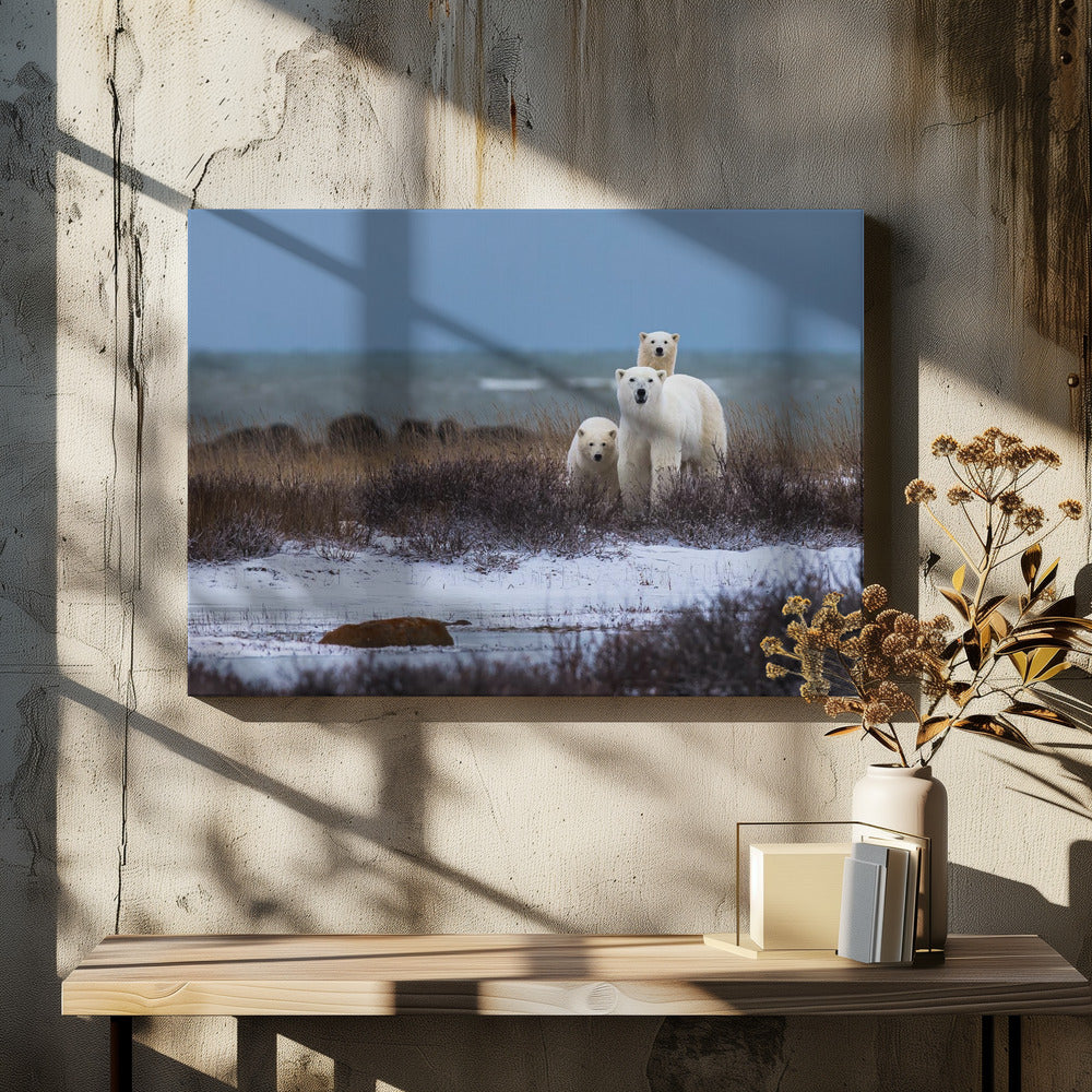Wandbild Mutterbär mit Jungen, Hudson Bay im Hintergrund