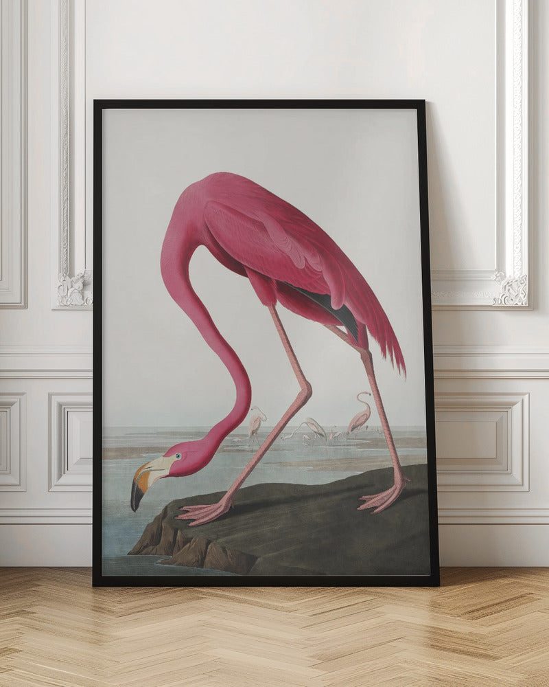 Rosa Flamingo II aus Die Vögel Amerikas (1827)
