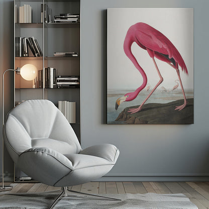 Rosa Flamingo II aus Die Vögel Amerikas (1827)