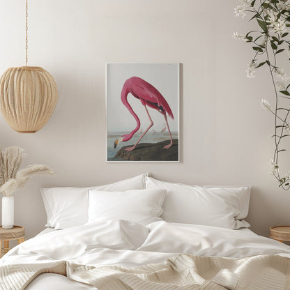 Rosa Flamingo II aus Die Vögel Amerikas (1827)