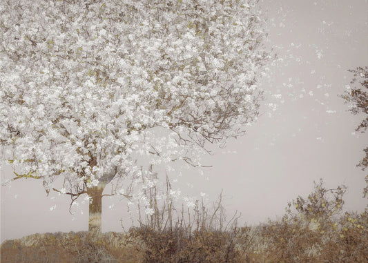 Wandbild Obstbaum