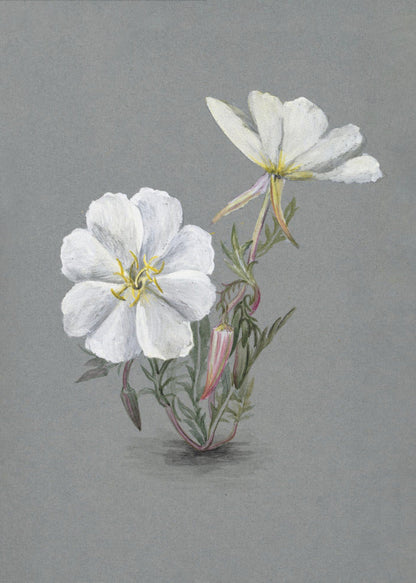Wall Art Giant Helleborine (1880)