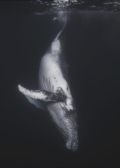 Wall Art-Black Whale